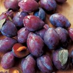 Ina Garten Italian Plum Tart